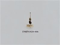 藏品(蔬菜害蟲)的圖片